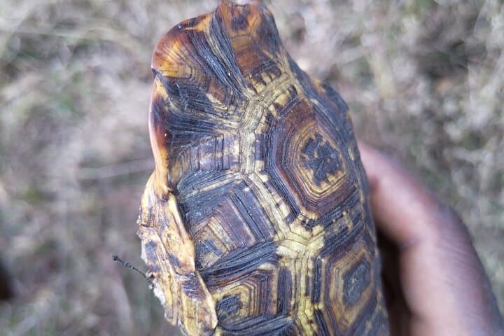 Kruger National Park Morning Walk: Guided Walking Safari from Hazyview photo 5