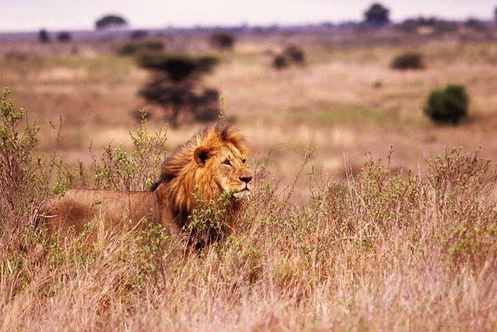 Selous Day Safari from Zanzibar: Game Drive, Rufiji Boat Cruise & Picnic Lunch