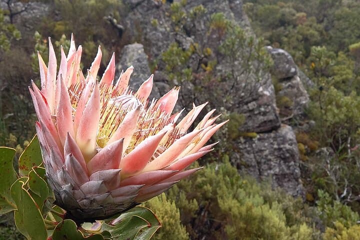 Sunrise Hike: Platteklip Gorge to Table Mountain Summit photo 2
