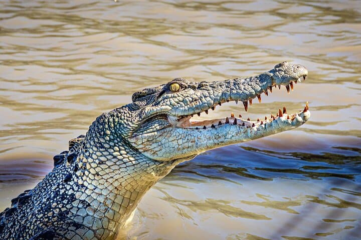 Adelaide River Jumping Crocodile Cruise — Darwin's Top Wild Croc Boat Tour photo 3