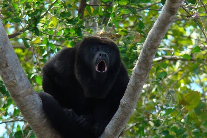 Howling Monkeys of Cerro Blanco: Private Guided Tour from Guayaquil