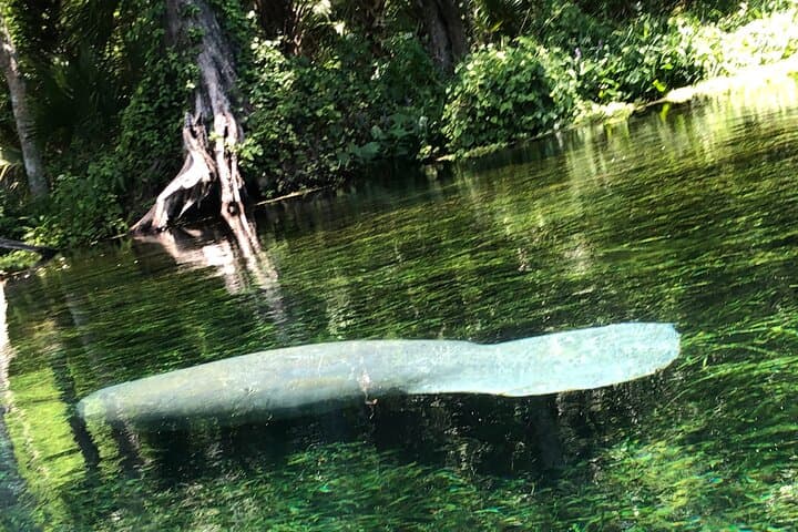 Clear Canoeing at Silver Springs: Paddle Over 30 Spring Heads & See Manatees photo 4