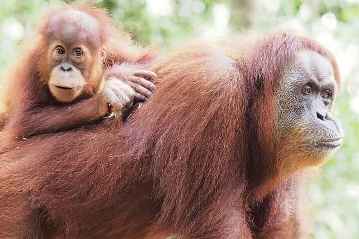 3-day Jungle Trek and Rafting in Gunung Leuser from Bukit Lawang photo 6