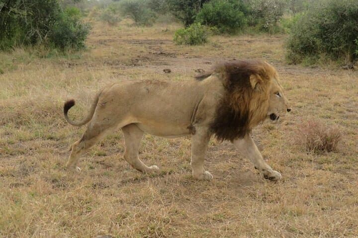 2-Day Kruger Safari from Maputo — Open-Backed Game Drives & Marloth Park Overnight photo 5