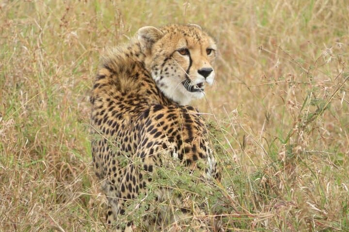 2-Day Kruger Safari from Maputo — Open-Backed Game Drives & Marloth Park Overnight photo 6