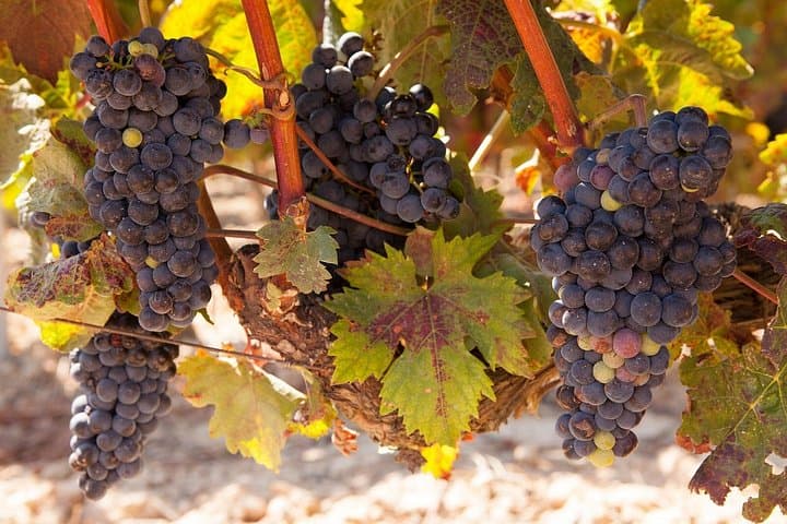Full-Day North Georgia Wine Country Tasting Tour from Atlanta photo 2