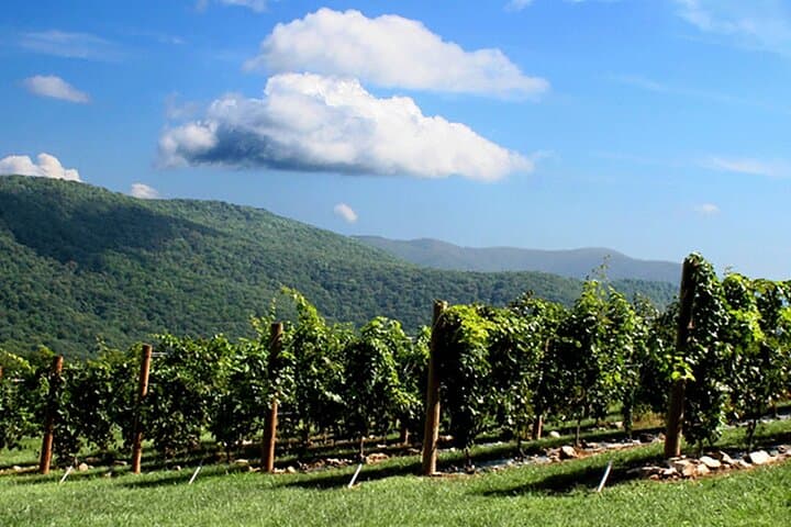 Full-Day North Georgia Wine Country Tasting Tour from Atlanta photo 3