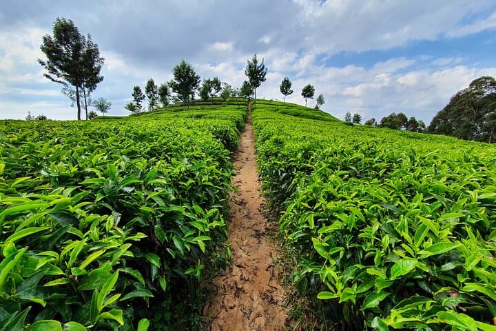 7-Day Private Rwanda Adventure: Gorilla Trekking, Chimpanzee Encounters & Cultural Trails photo 2