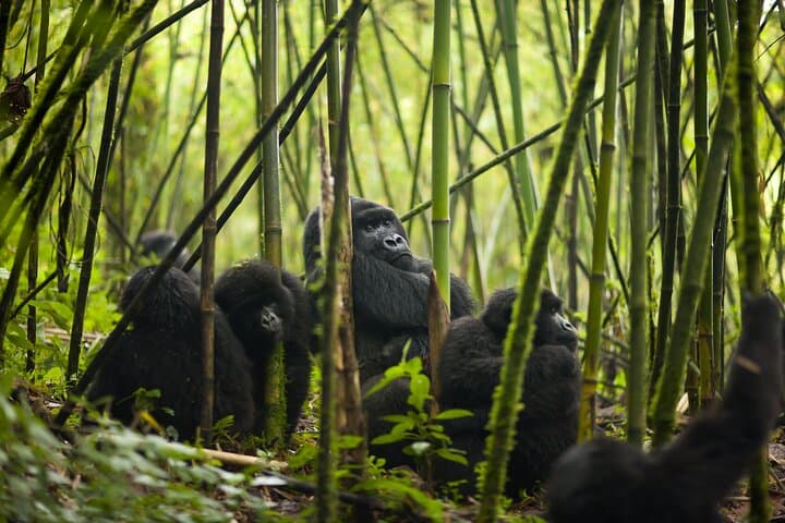 7-Day Private Rwanda Adventure: Gorilla Trekking, Chimpanzee Encounters & Cultural Trails photo 4