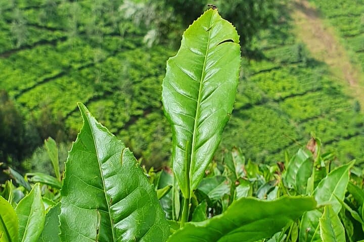 7-Day Private Rwanda Adventure: Gorilla Trekking, Chimpanzee Encounters & Cultural Trails photo 5