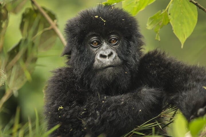 7-Day Private Rwanda Adventure: Gorilla Trekking, Chimpanzee Encounters & Cultural Trails