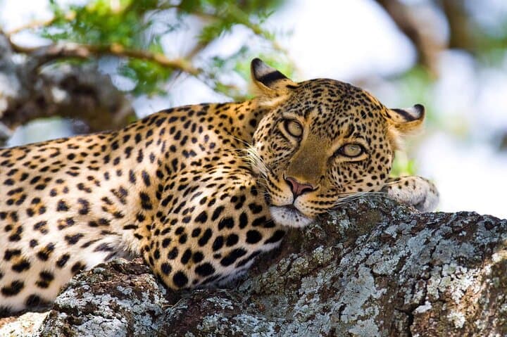 Nairobi to Maasai Mara Day Safari: Full-Day Open 4x4 Game Drive photo 2