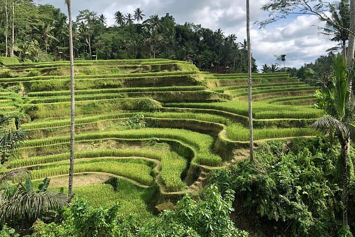 Full-Day Ubud Village Highlights: Tegenungan, Tirta Empul & Tegalalang Rice Terraces photo 3
