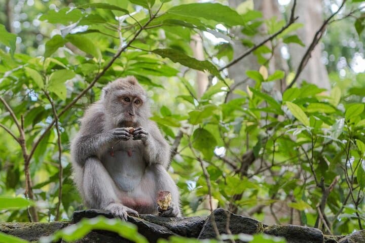 Full-Day Ubud Village Highlights: Tegenungan, Tirta Empul & Tegalalang Rice Terraces photo 4