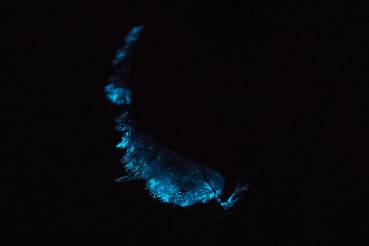 Night Kayaking the Bioluminescent Bays of Nicoya Peninsula photo 3