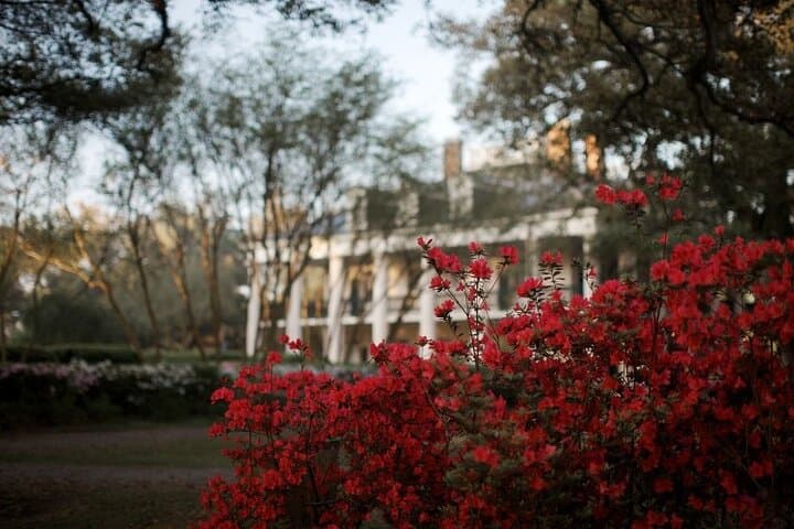 Oak Alley Plantation Guided Tour from New Orleans with Transportation photo 1