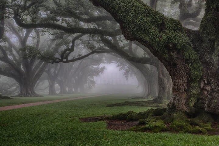 Oak Alley Plantation Guided Tour from New Orleans with Transportation photo 4