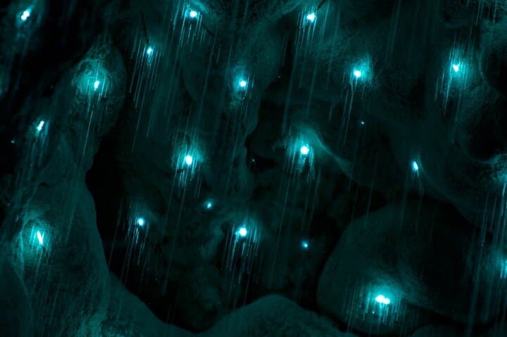 Kawiti Glow Worm Cave Tour & Opua Forest Walk — Bay of Islands Māori-Guided Cave Experience