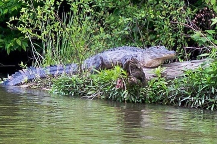 Black Water Adventure Cruise on the Northeast Cape Fear River — Wilmington Wildlife & History photo 3
