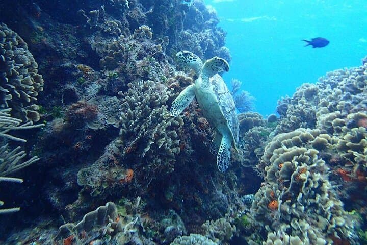 Cozumel El Cielo Snorkel Tour — Palancar & Colombia Reefs from Cancun photo 3