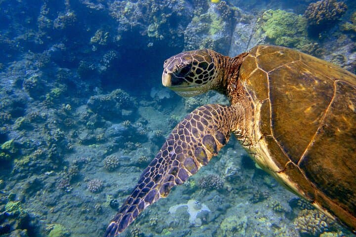 Maui Clear-Bottom Tandem Kayak Rental: 2-Hour Ocean Paddle from Lahaina photo 4