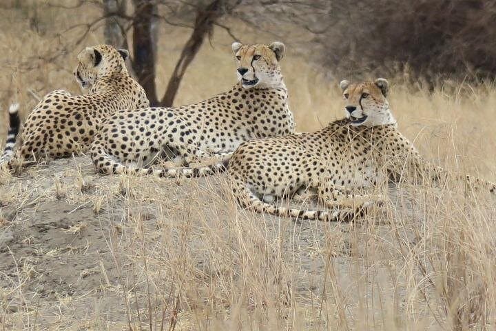 Great Migration Safari: Serengeti River Crossings & Epic Wildlife Viewing photo 2