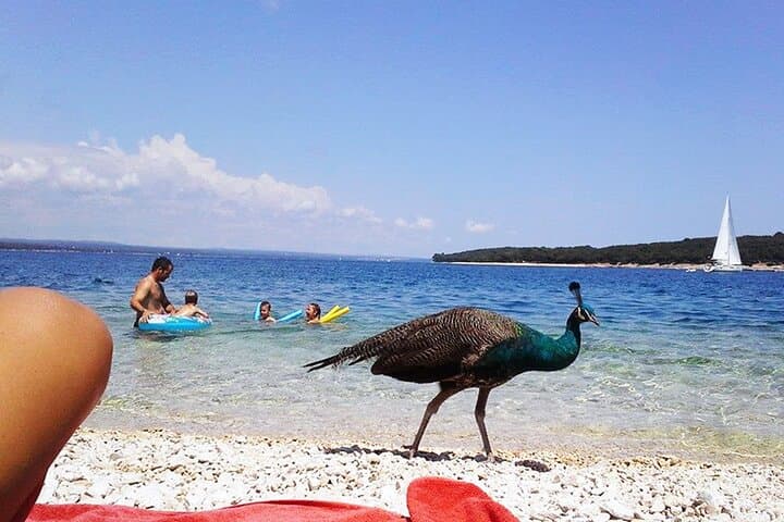 Brijuni Islands Day Cruise: Swim, Snorkel & Explore Sveti Jerolim