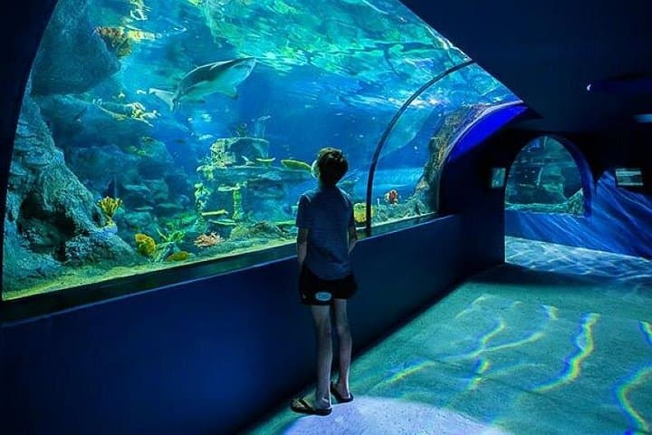 Odysseo Oceanarium Port Louis — Indian Ocean Marine Exhibits & Conservation photo 4