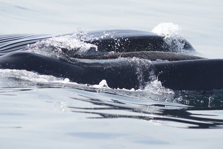 Feathers & Scales: Lisbon Atlantic Dolphin, Whale & Seabird Watching Cruise photo 2