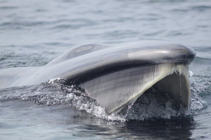 Feathers & Scales: Lisbon Atlantic Dolphin, Whale & Seabird Watching Cruise photo 3