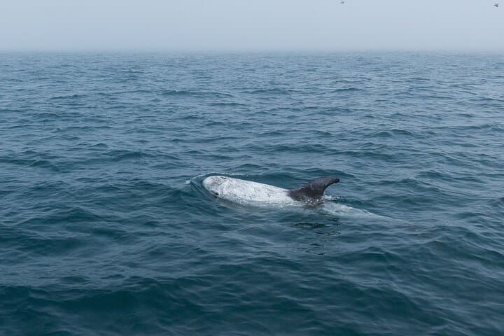 Feathers & Scales: Lisbon Atlantic Dolphin, Whale & Seabird Watching Cruise photo 4