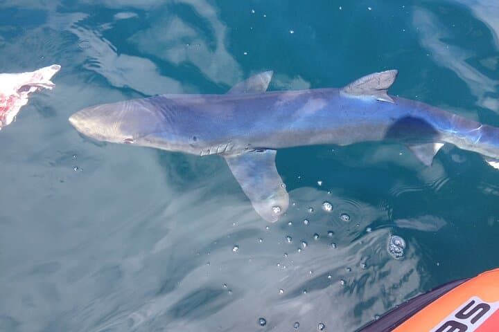 Feathers & Scales: Lisbon Atlantic Dolphin, Whale & Seabird Watching Cruise photo 5