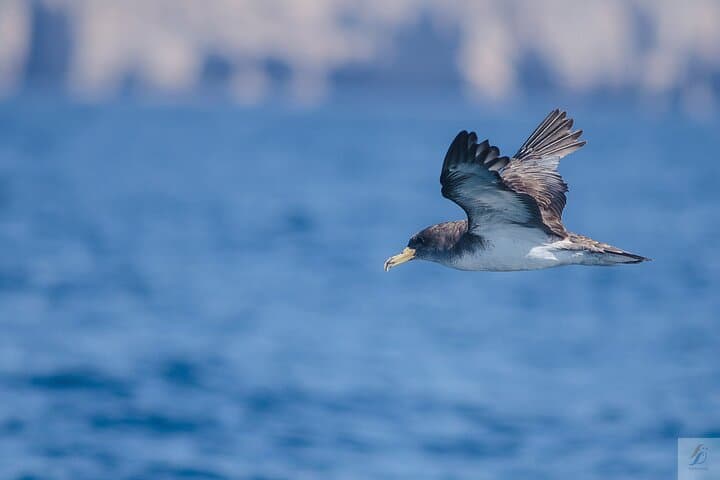 Feathers & Scales: Lisbon Atlantic Dolphin, Whale & Seabird Watching Cruise photo 6
