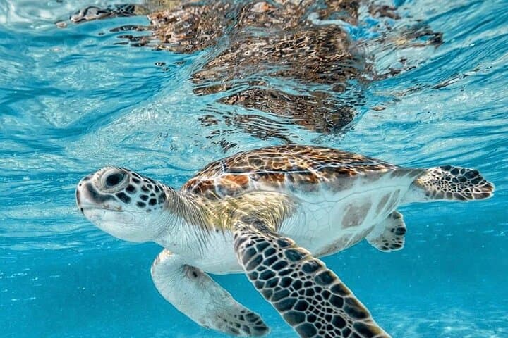 Blue Lagoon Snorkeling in East Bali: Padangbai Day Trip & Optional Tours
