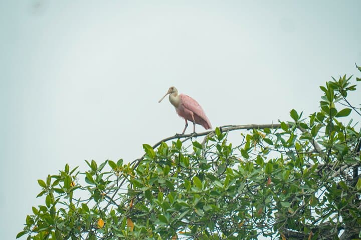Guayaquil to Churute: Mangrove Canoe and Howler Monkey Hike photo 5