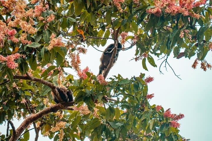 Guayaquil to Churute: Mangrove Canoe and Howler Monkey Hike photo 3