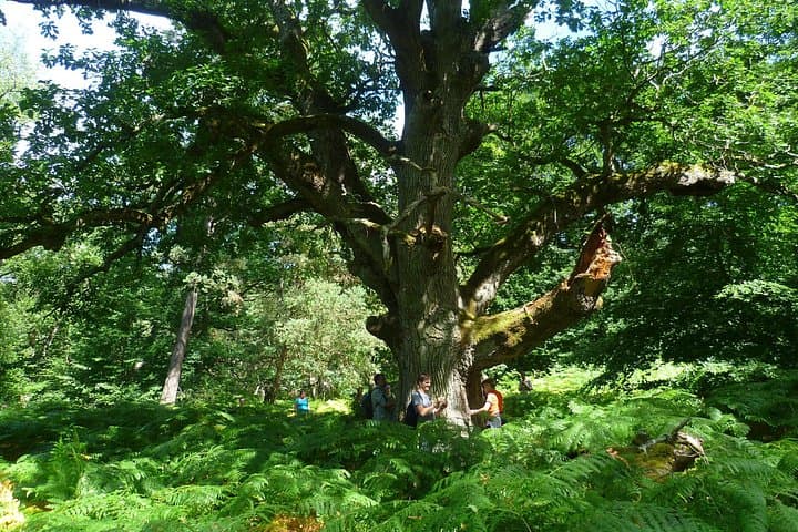 Forest Bathing in Belgium: Shinrin Yoku in the Sonian Forest Near Brussels photo 3