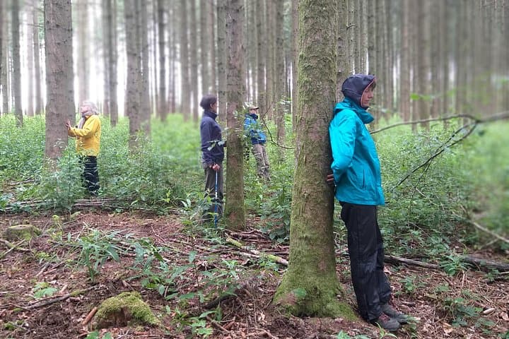 Forest Bathing in Belgium: Shinrin Yoku in the Sonian Forest Near Brussels photo 4