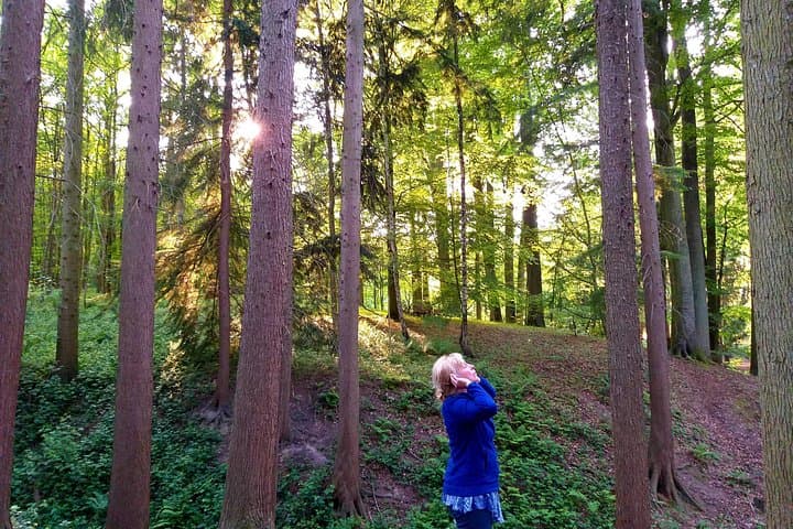 Forest Bathing in Belgium: Shinrin Yoku in the Sonian Forest Near Brussels