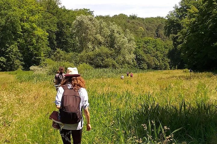 Forest Bathing in Belgium: Shinrin Yoku in the Sonian Forest Near Brussels photo 5