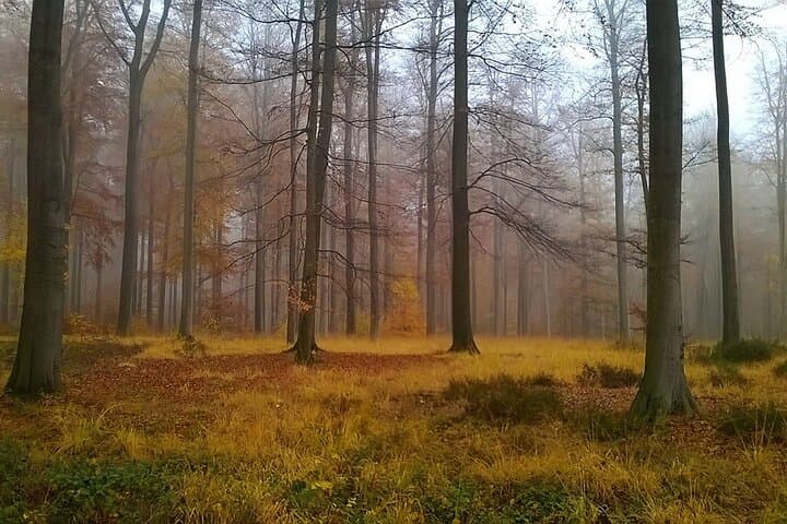 Forest Bathing in Belgium: Shinrin Yoku in the Sonian Forest Near Brussels photo 6