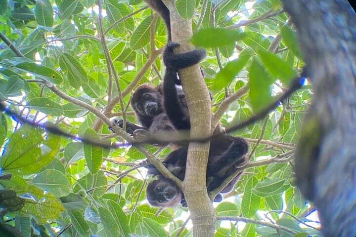 Manuel Antonio Full-Day Tour: National Park Hike, Beaches & Lunch photo 2