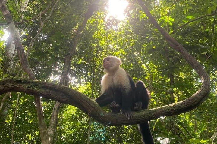Manuel Antonio Full-Day Tour: National Park Hike, Beaches & Lunch photo 3