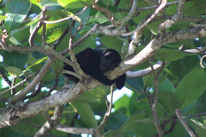 From Sea to Sky: The Ultimate 6-Day Private Tour Experience in Costa Rica photo 3