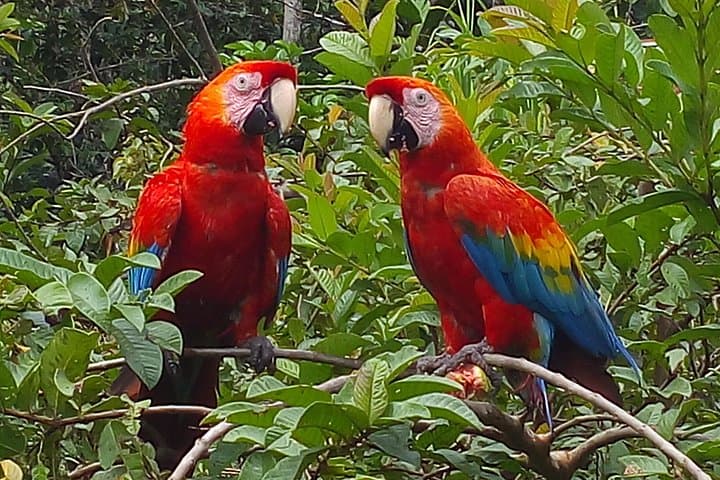 Private 4-Day Manu National Park Jungle Lodge & Wildlife Tour from Cusco photo 2