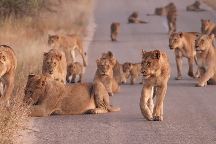 Day-Trip Kruger Safari from Maputo: Big Five in a Budget-Friendly Adventure photo 5