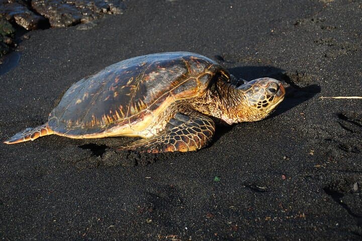 Exploring Hawaii’s Big Island: Volcanoes National Park and Rainbow Falls Adventure from Hilo photo 5