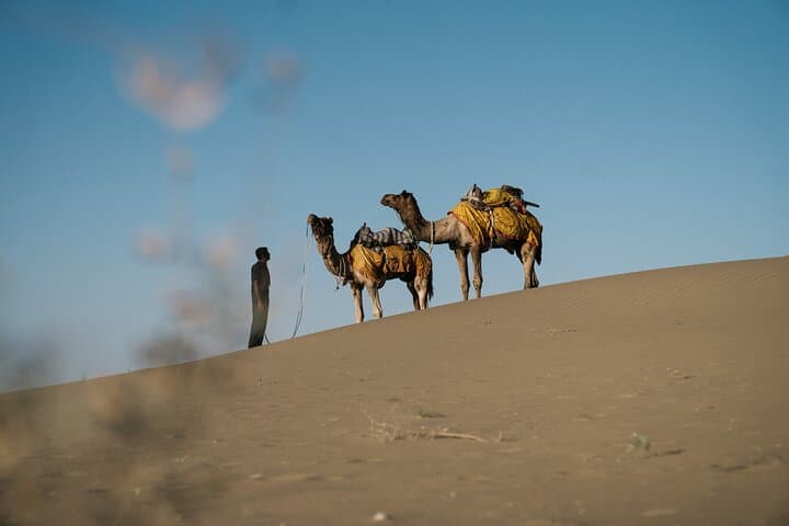 Sunset Camel Safari and Dinner in Jaisalmer's Quiet Dunes