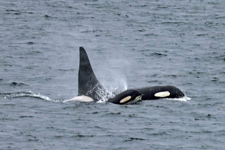 Private Ketchikan Custom Excursion: Totems, Wildlife & Local Culture (3-Hour Personalized Tour) photo 4
