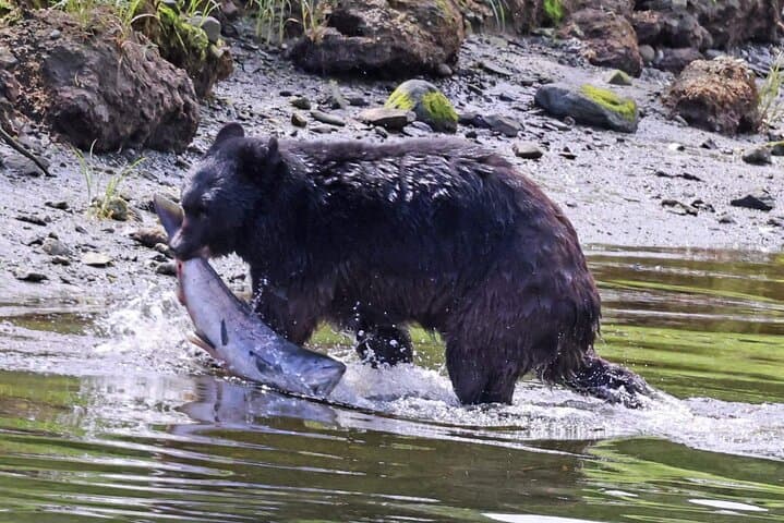Private Ketchikan Custom Excursion: Totems, Wildlife & Local Culture (3-Hour Personalized Tour) photo 5